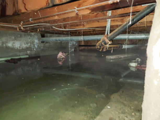 Best Flood restoration services  in New London, OH