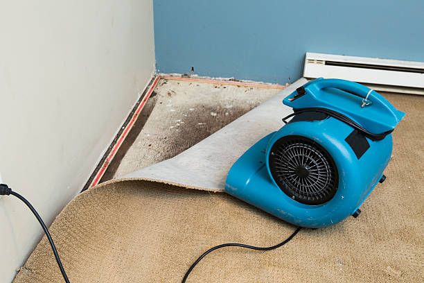 Best Water damage cleanup near me  in New London, OH